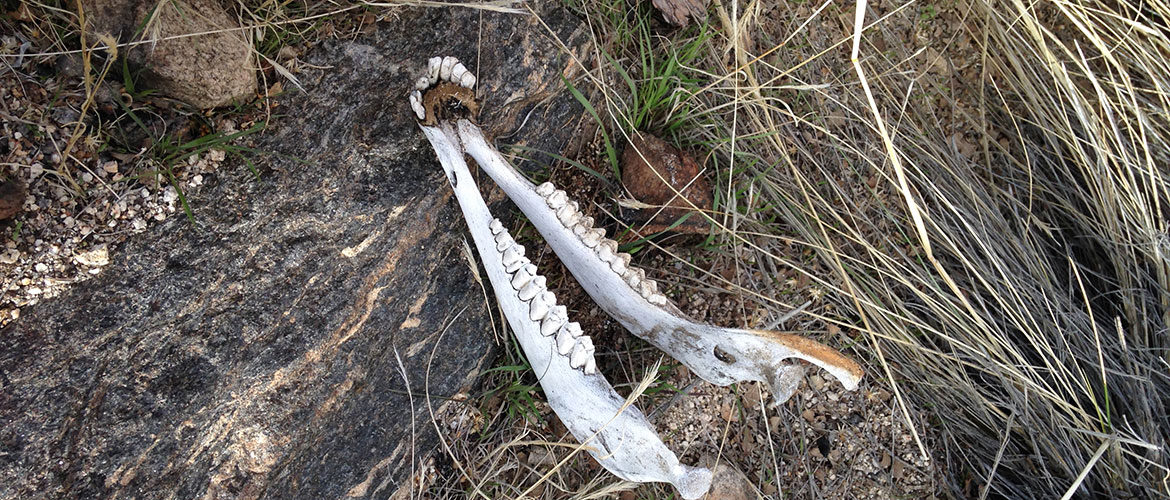 bighorn sheep jawbone in Joshua Tree National Park