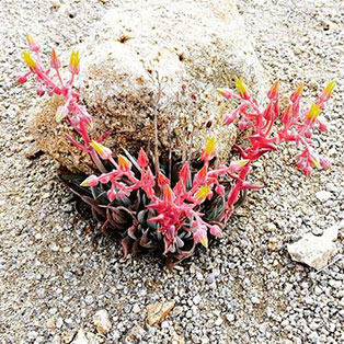 Dudleyas-314x314 dudleya saxosa