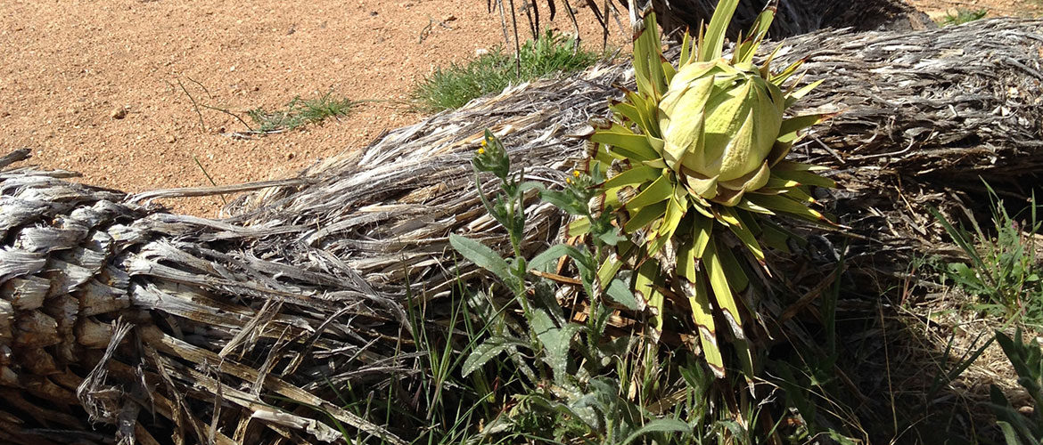 flowering joshua tree