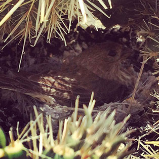 babycactuswren-314x314 baby cactus wren in Joshua Tree National Park