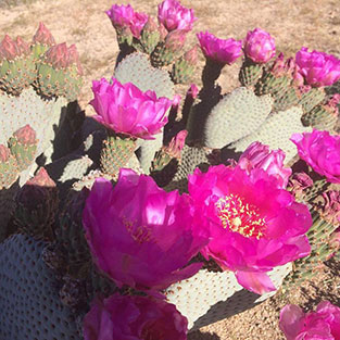 beavertail-flowers-313x313 flowering beavertail cactus in Joshua Tree National Park